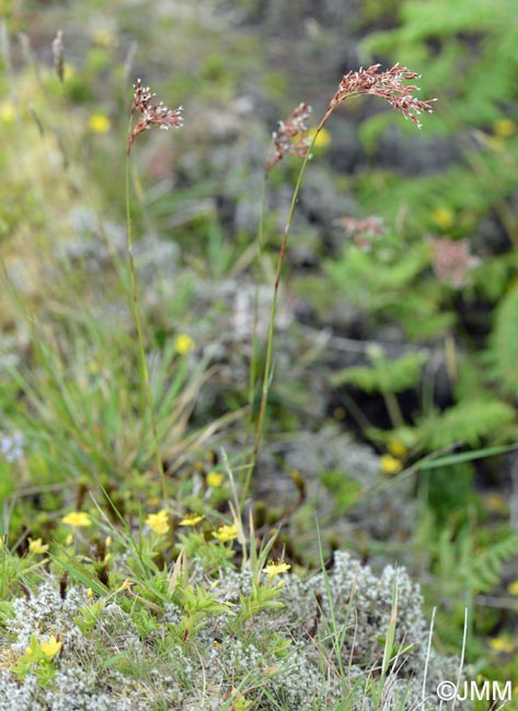 Luzula purpureosplendens = Luzula azorica