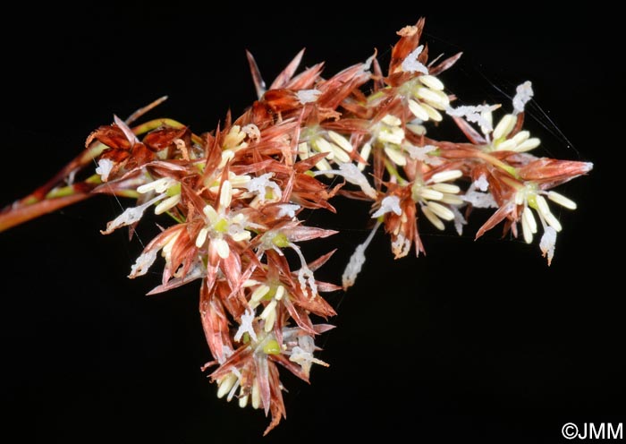 Luzula purpureosplendens = Luzula azorica