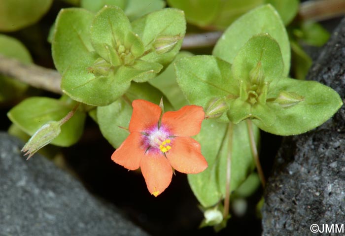 Lysimachia arvensis = Anagallis arvensis