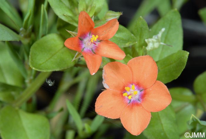 Lysimachia arvensis = Anagallis arvensis