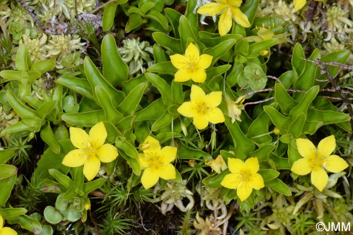 Lysimachia azorica