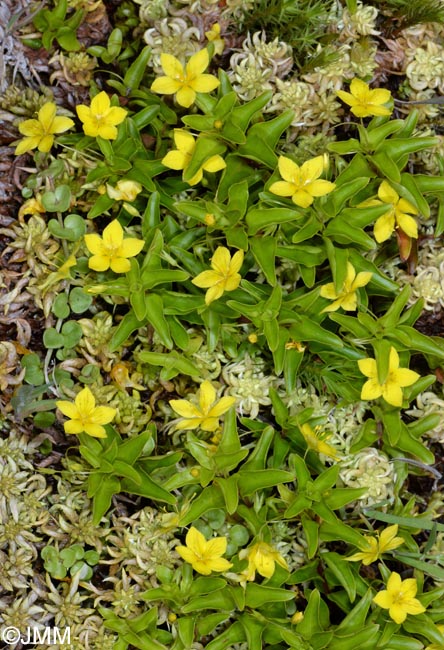 Lysimachia azorica