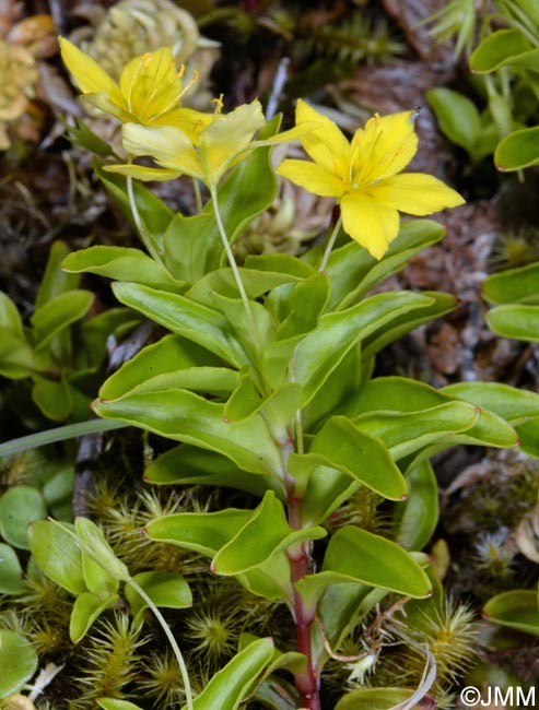 Lysimachia azorica