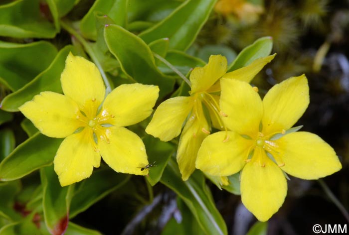 Lysimachia azorica