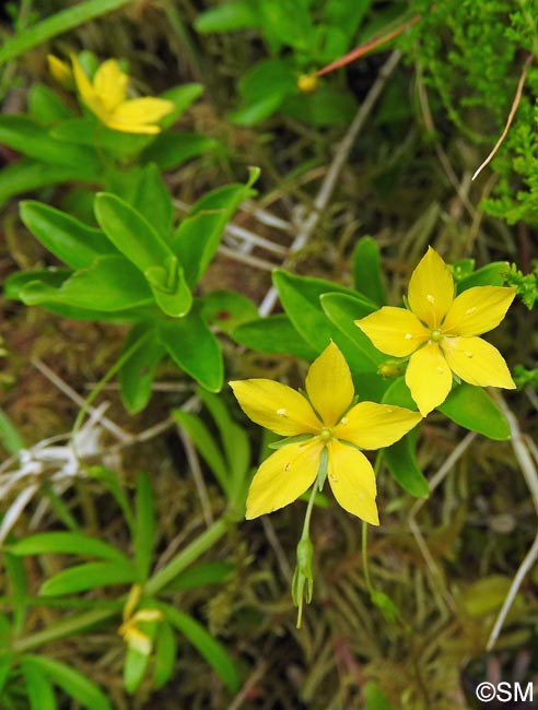 Lysimachia azorica