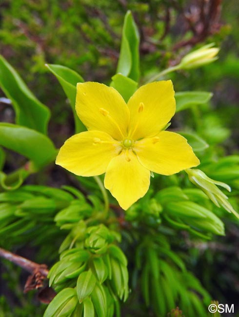 Lysimachia azorica