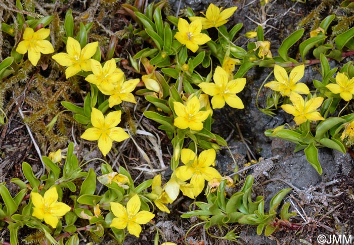 Lysimachia azorica