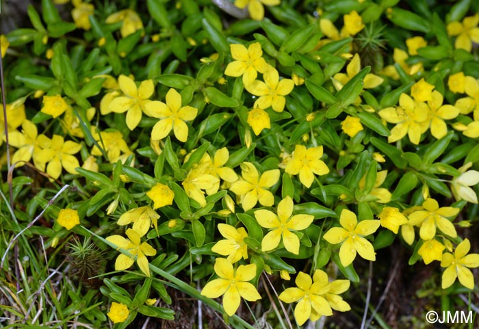 Lysimachia azorica