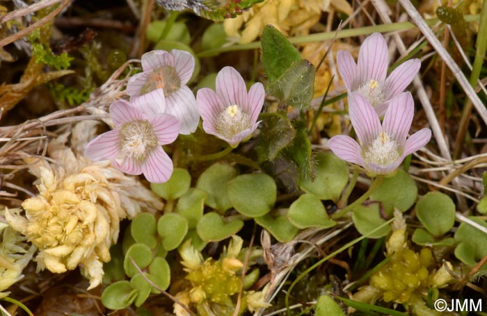 Lysimachia tenella = Anagallis tenella