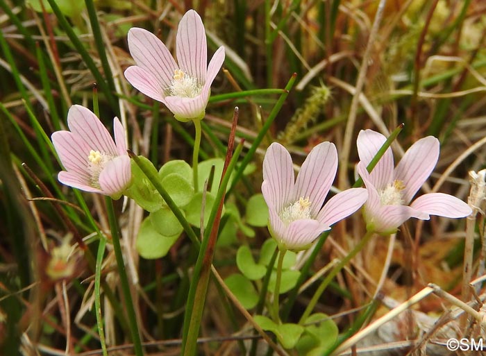 Lysimachia tenella = Anagallis tenella