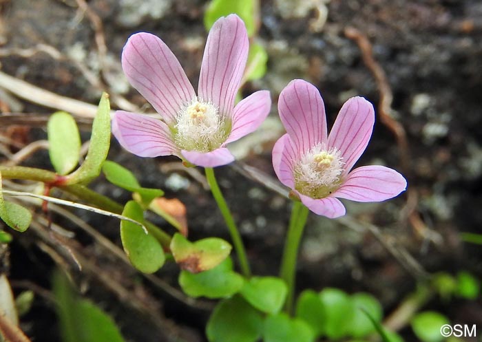 Lysimachia tenella = Anagallis tenella