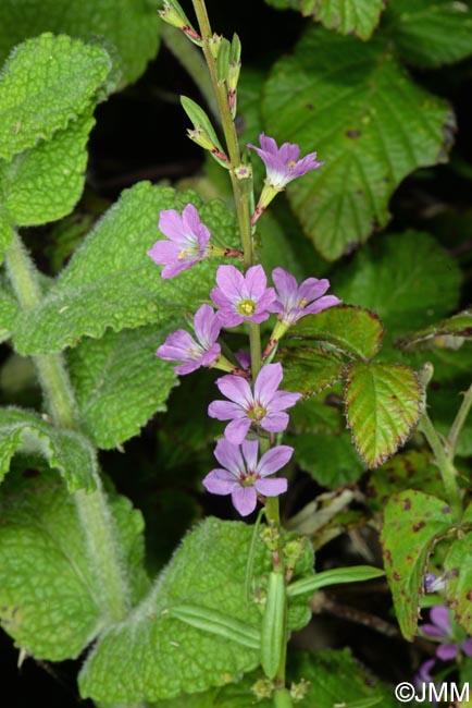 Lythrum junceum & Mentha suaveolens