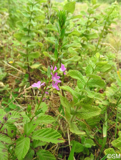 Lythrum junceum & Mentha suaveolens