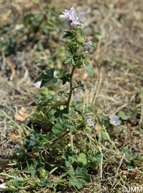 Malva multiflora = Lavatera cretica