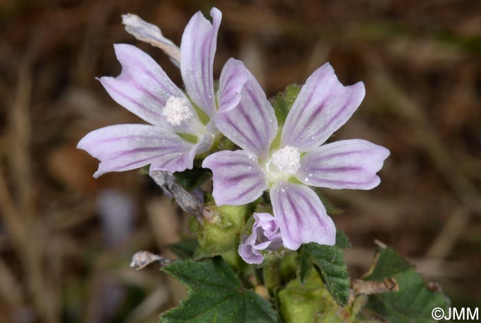 Malva multiflora = Lavatera cretica