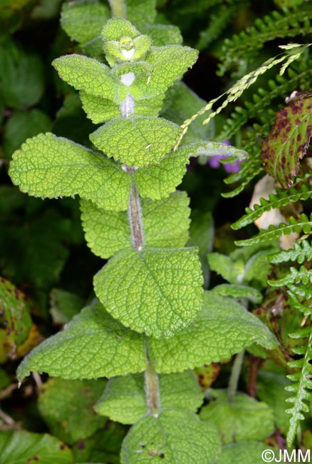 Mentha suaveolens