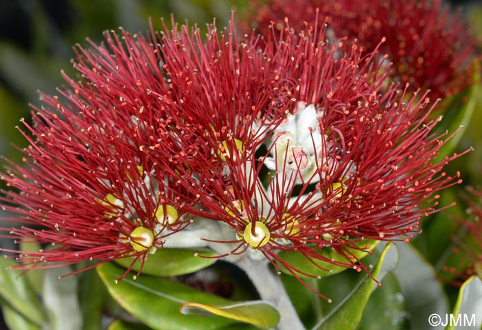 Metrosideros excelsa