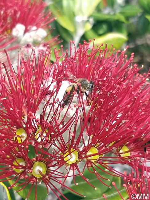 Metrosideros excelsa