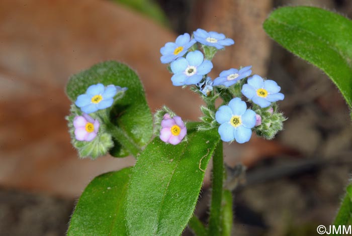 Myosotis maritima