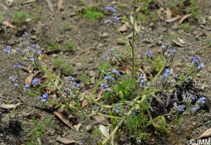 Myosotis maritima