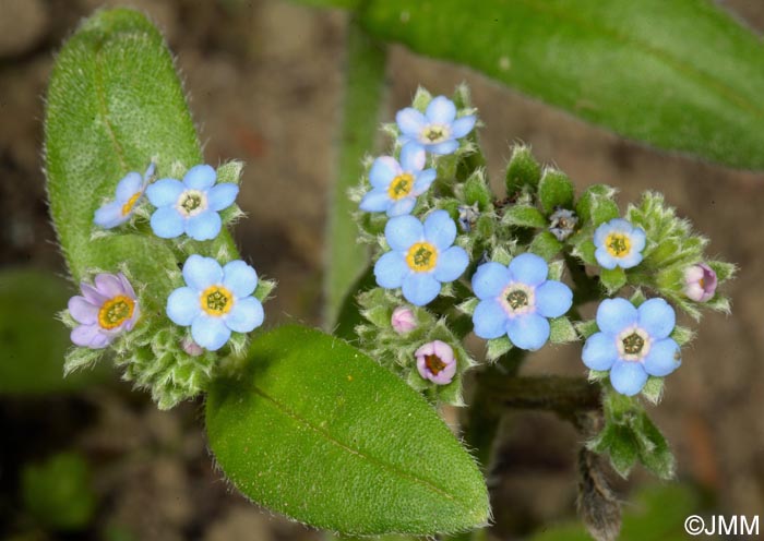 Myosotis maritima