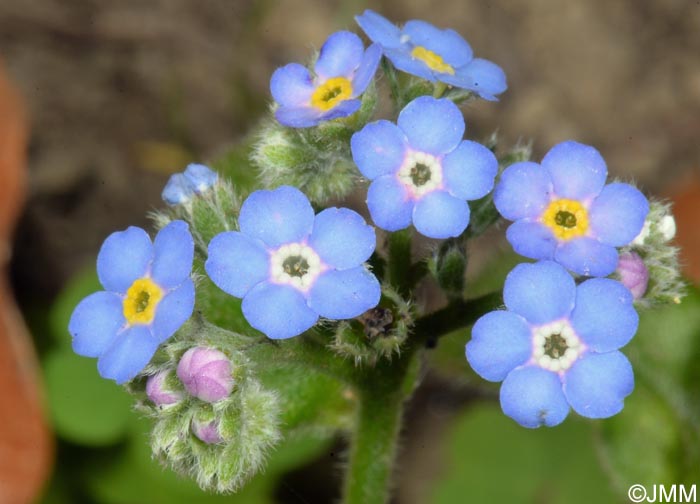 Myosotis maritima