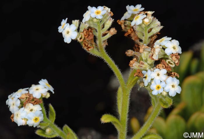 Myosotis maritima