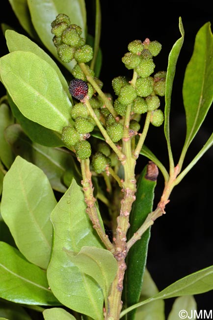 Myrica faya