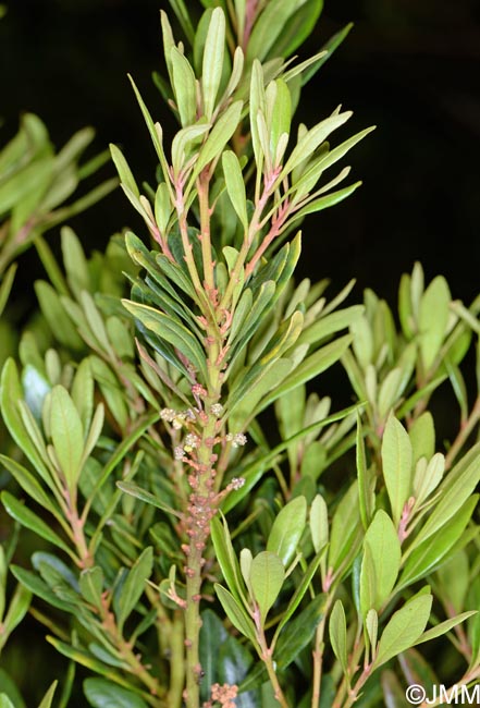 Myrica faya