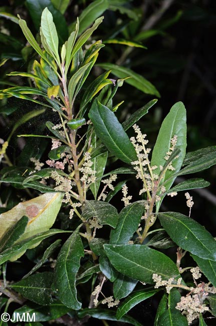 Myrica faya