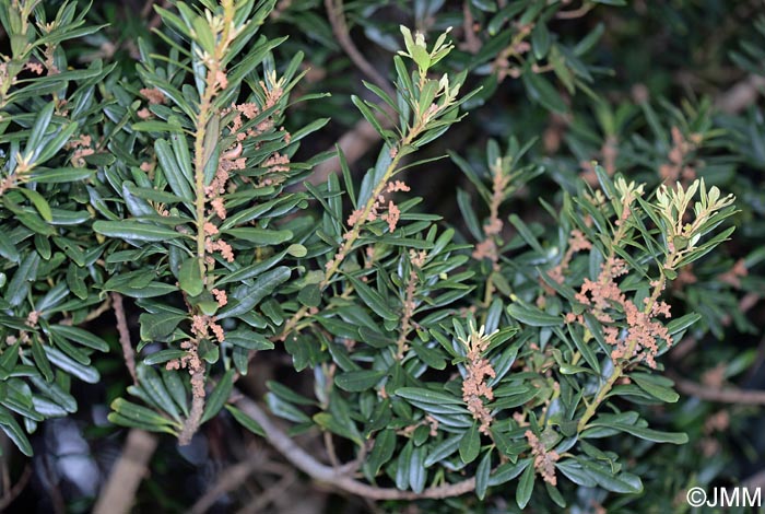 Myrica faya