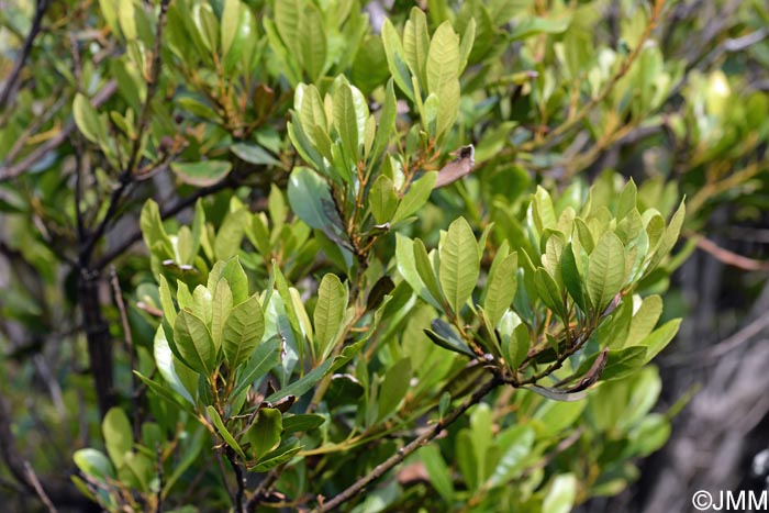 Myrica faya