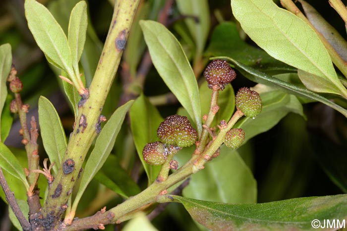 Myrica faya