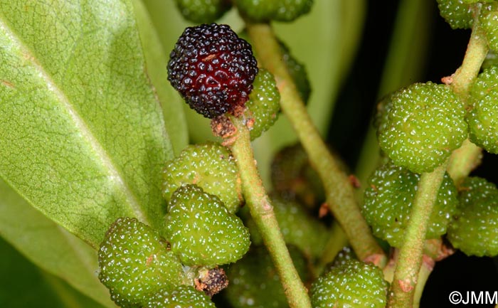 Myrica faya