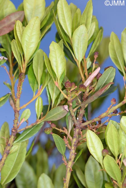 Myrica faya