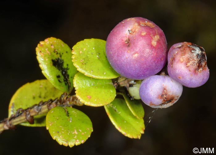 Myrsine retusa