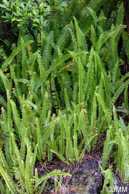 Nephrolepis cordifolia