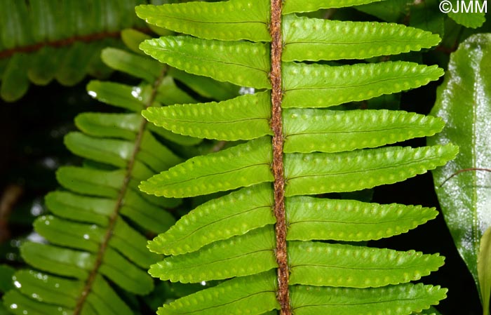 Nephrolepis cordifolia