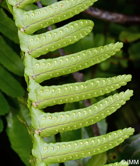 Nephrolepis cordifolia