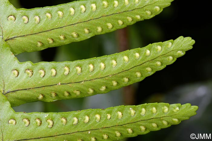 Nephrolepis cordifolia