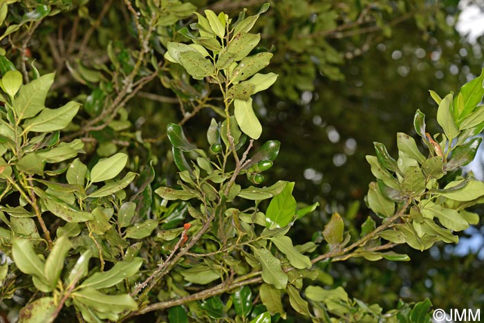 Ocotea foetens