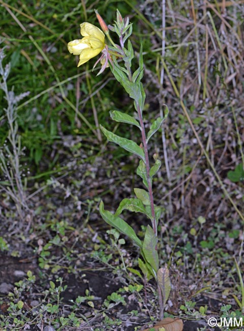 Oenothera glazioviana