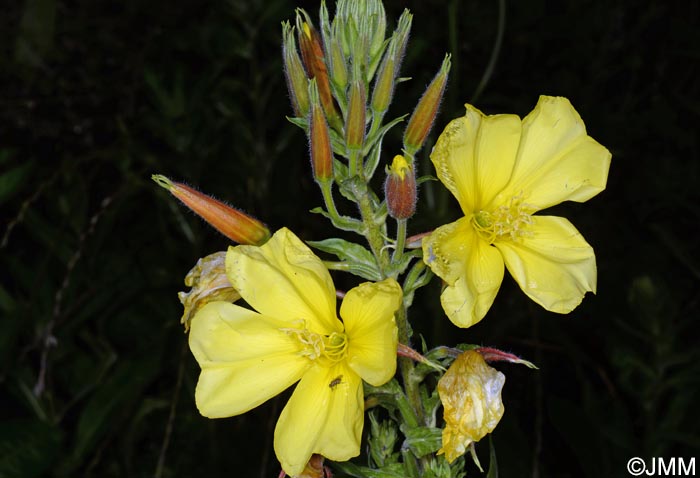 Oenothera glazioviana