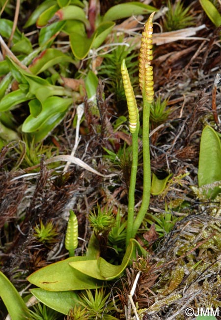 Ophioglossum azoricum