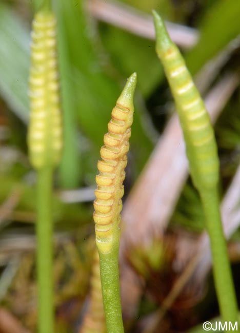 Ophioglossum azoricum