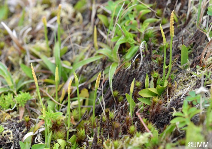 Ophioglossum azoricum