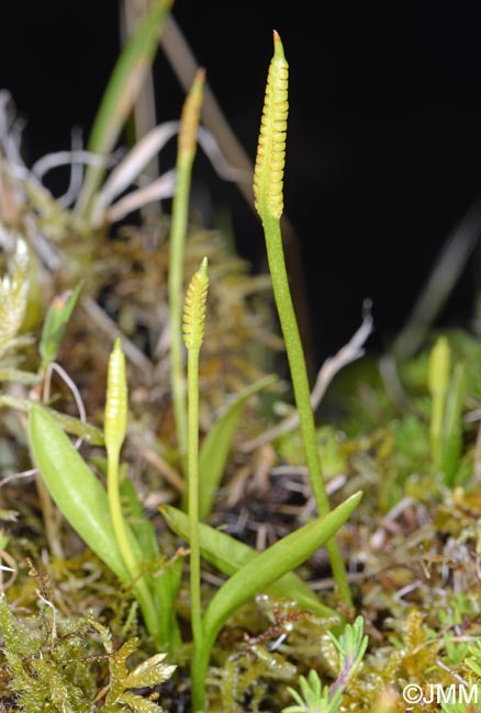 Ophioglossum azoricum