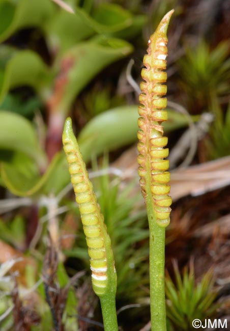 Ophioglossum azoricum