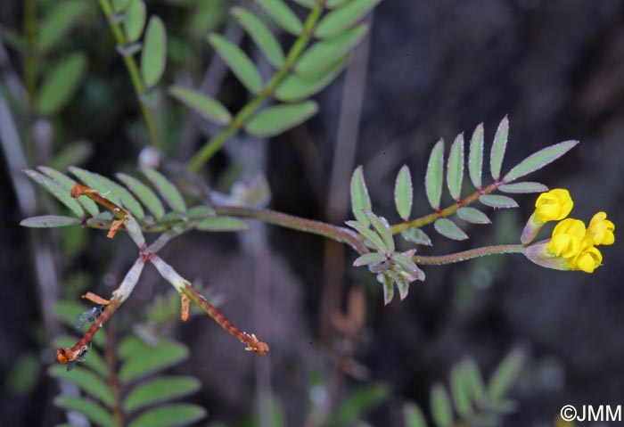 Ornithopus pinnatus