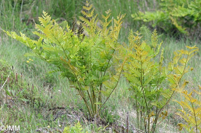 Osmunda regalis